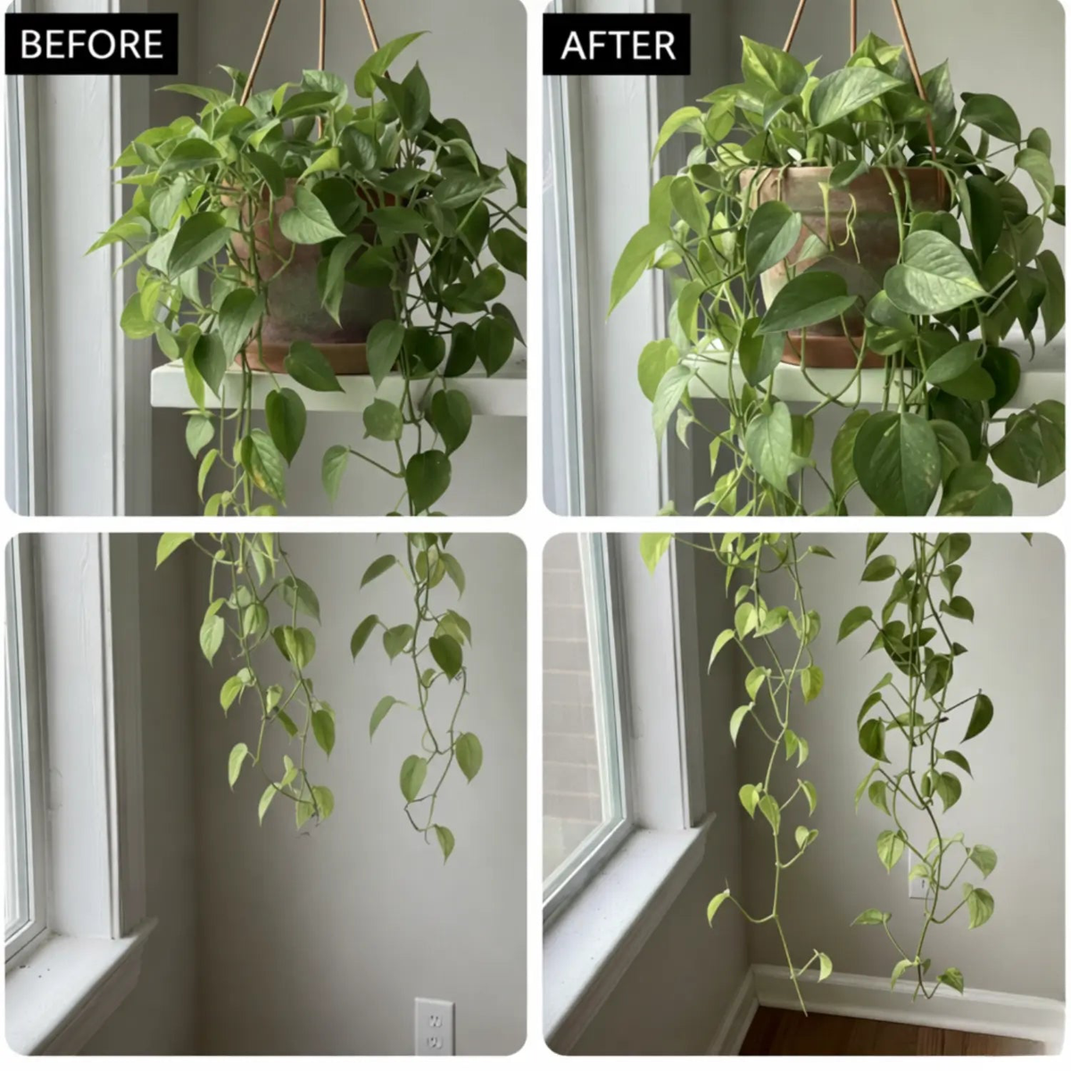 CIRA Natural Houseplant Food